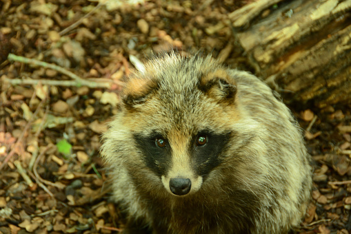 Close-up of a raccoon dog head with marking, looking up at the camera.