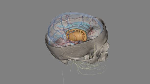 Caudate nucleus, Putamen Caudate nucleus, Putamen 3d medical caudate stock pictures, royalty-free photos & images