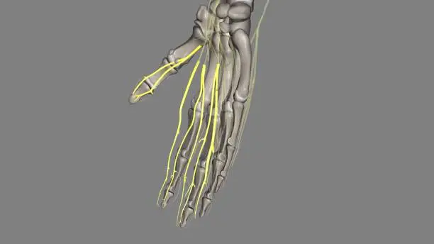 Photo of Proper palmar digital nerves of the median nerve