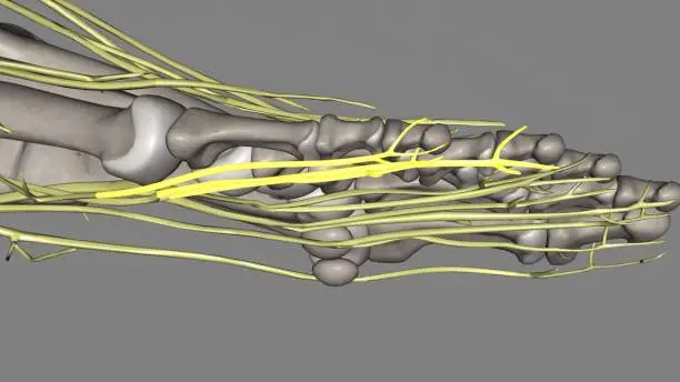 Photo of Proper plantar digital branches of Lateral plantar nerve