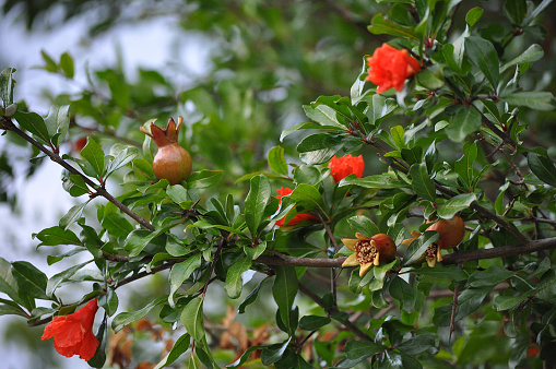 a pomegranate tree with red flowers and green leaves
