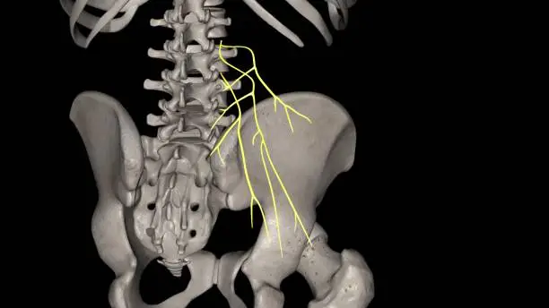 Photo of The superior cluneal nerves are pure sensory nerves that innervate the skin of the upper part of the buttocks