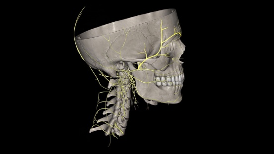 The temporal branch is the superior branch of the facial nerve .