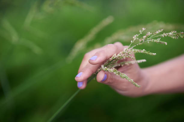 Villamantilla, Madrid, Spain. Farmer gently touching vibrant green cereal crops in a field under a cloudy winter sky, nurturing growth and caring for the land