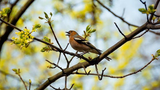 chaffinch bird (Fringilla coelebs) singing n chirping while sitting on a tree branch. April Spring morning, leaves haven't emerged yet from the buds.