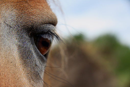 A horse looking into the nature
