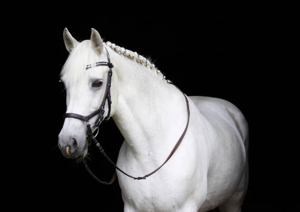 istock White horse portrait 1992392079