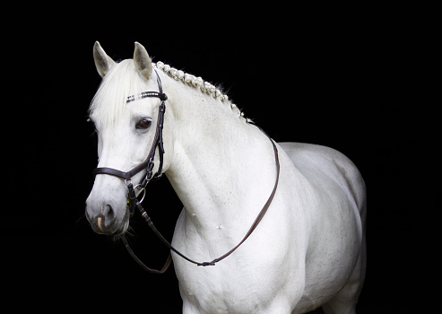 A wild Cremello - a true albino white horse in cream color with blue eyes and pink skin areas - stands amid rabbit brush in the Colorado wilderness.  Close-up, center frame, horizontal composition.