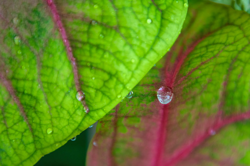 Freshness and botany