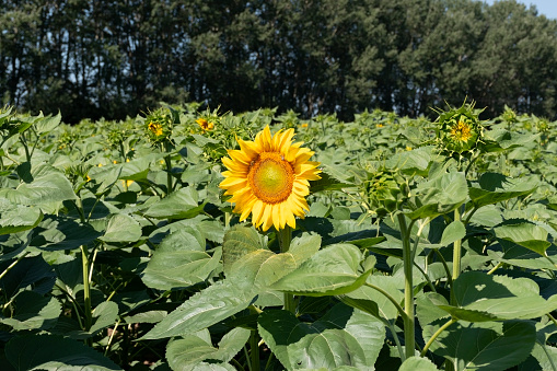 An open sunflower in front of a sunflower field with the horizon in the background under a blue sky.