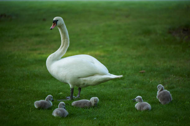 Two baby Black Swans grazing in the grass