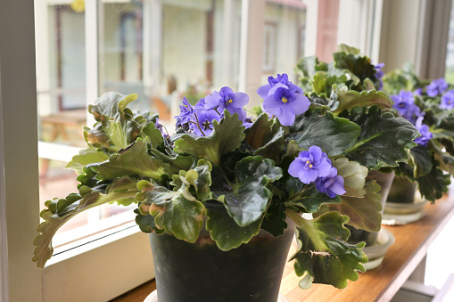 Blooming violet (saintpaulia) on the windowsill in the house