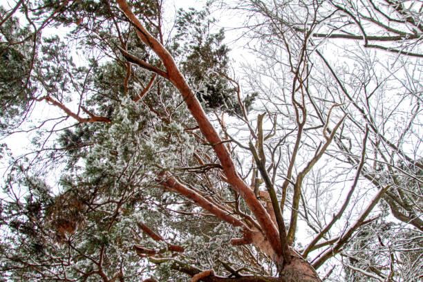 istock Snow Tree Branches. Winter Landscape. Snowy Forest. Snowdrifts. Cloudy Weather. 1992407636