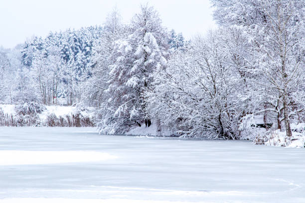 istock Snow Tree Branches. Winter Landscape. Snowy Forest. Snowdrifts. Cloudy Weather. 1992408150