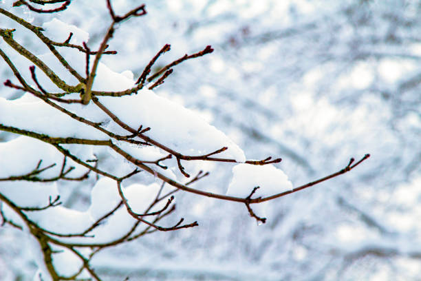Snow Tree Branches. Winter Landscape. Snowy Forest. Snowdrifts. Cloudy Weather.