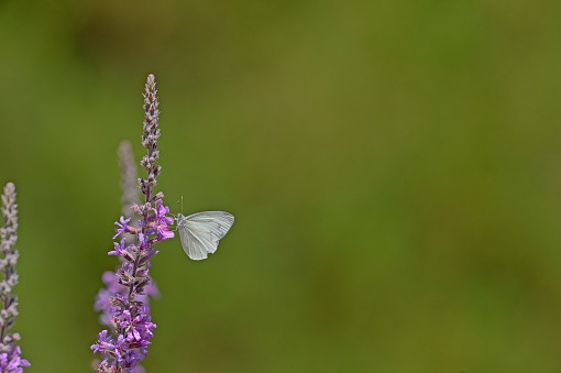 False whitethroat butterfly nectaring on the purple-coloured flower. Pieris pseudorapae.
