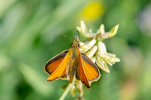 Small Skipper butterfly on the flower. Thymelicus sylvestris