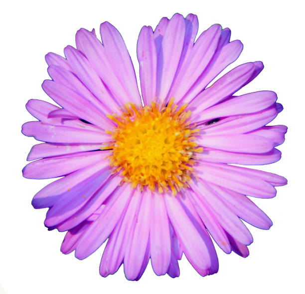 Erigeron is a genus of herbaceous plants with about 1,500 described species, of which about a third have been accepted, belonging to the family Asteraceae.2 The genus has a cosmopolitan distribution with the greatest diversity in North America.