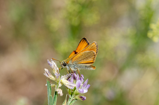 Small Skipper butterfly on the flower. Thymelicus sylvestris