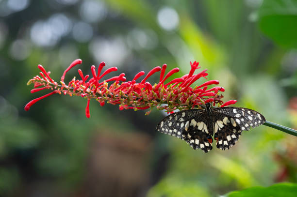 istock Lime Butterfly - Papilio demoleus, beautiful colored butterfly. 1992426556