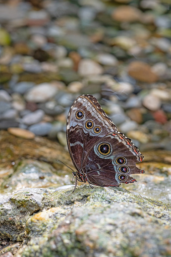 Blue Morpho Butterfly sitting on a rock. Morpho peleides