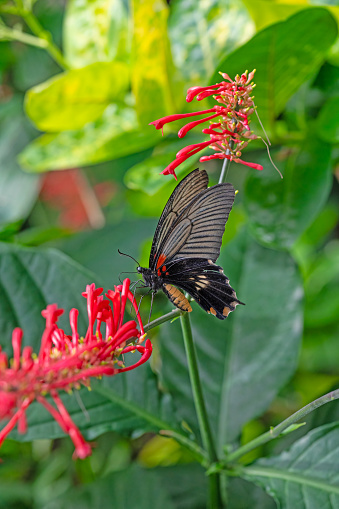 Large tropical butterfly Sailboat Levi. Papilio Lowi.