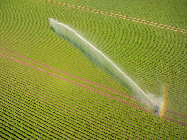 istock Irrigation pivot gun machinespraying water on a field 1992449339