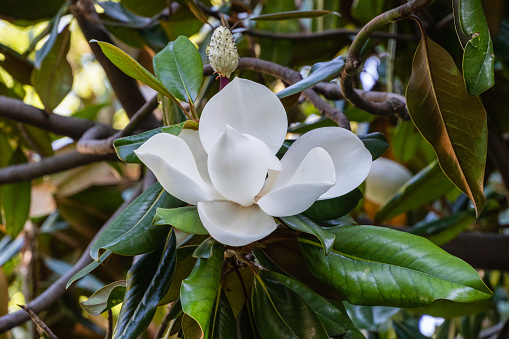 Horizontal closeup photo of a single perfect white flower and glossy green leaves growing on a Magnolia tree in a garden.