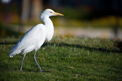 White heron walks across the lawn looking for food in the grass. Close up photo of a bird hunting insects in the park