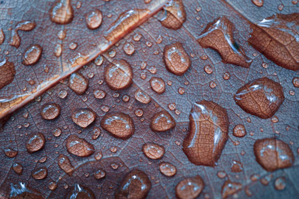 raindrops on the red autumn leaves in rainy days