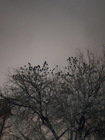 Crows on trees in Shiraz, Iran