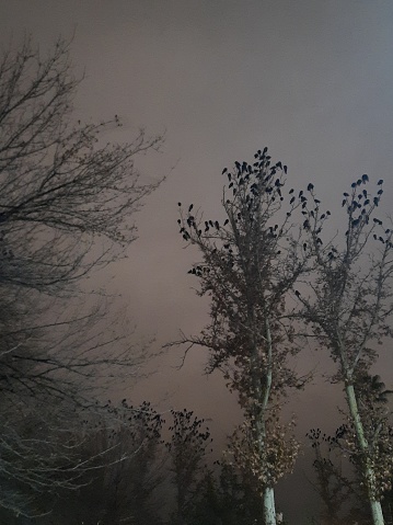 Crows on trees in Shiraz, Iran