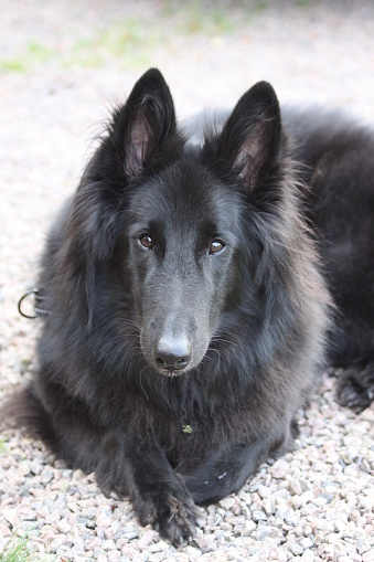 black belgian shepherd dog