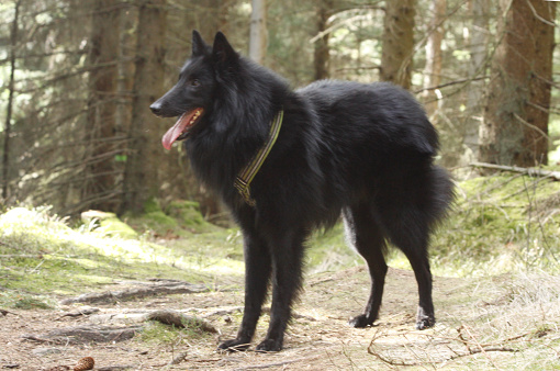 Black belgian shepherd dog in forest