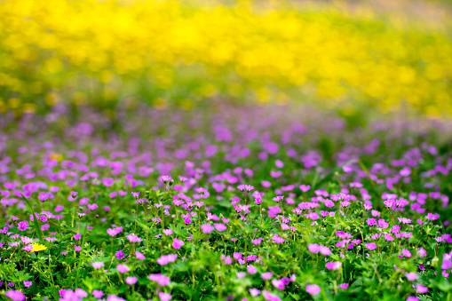 Springtime backyard with vibrant wildflowers and sunlight with copy space.