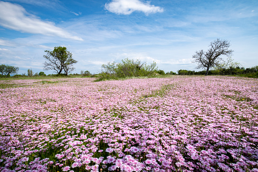 Beautiful meadow field with wild purple flowers in nature.