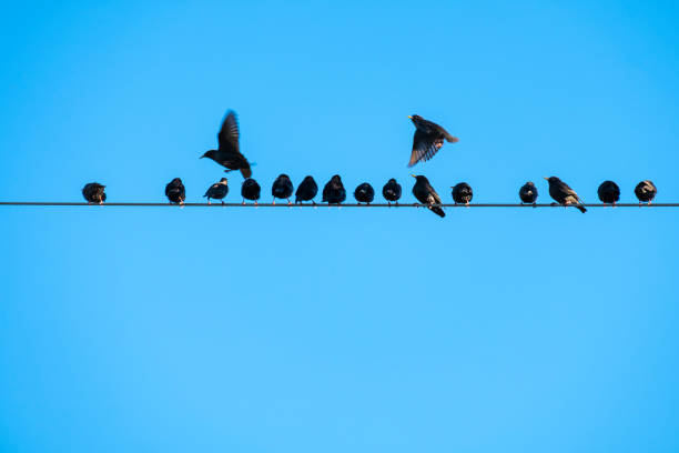 istock A flock of starlings perched on power lines with blue sky background 1992507722