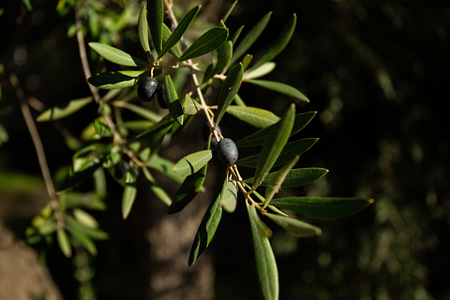Single olive branch in southern Spain