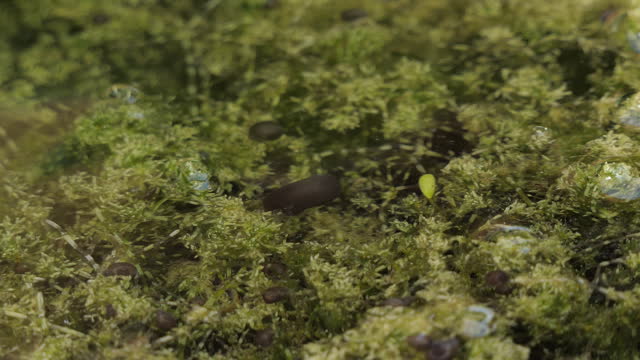 Ramshorn snail crawling underwater.