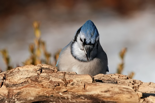 A bluejay perched on a branch