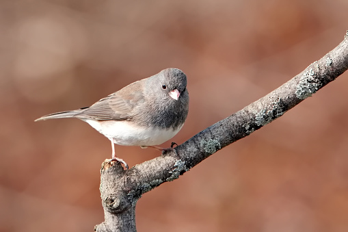 A junco perched on a branch