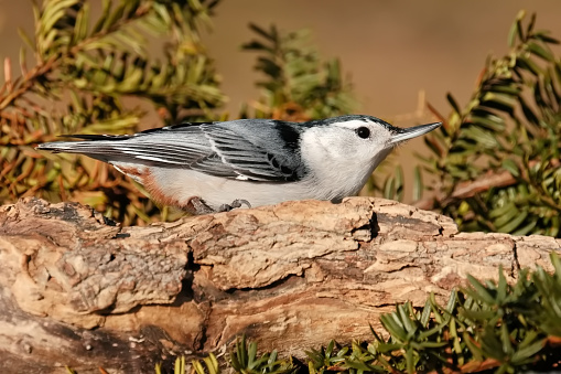 A white-breasted nuthatch perched on a branch
