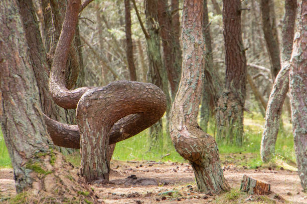 istock Tilted, curved and twisted pine trunks. Curonian spit. Plot of coniferous forest. 