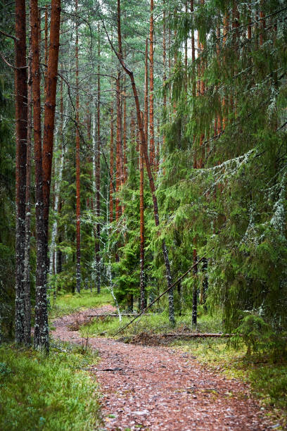 istock Path meandering through lush trees and grass in a serene forest setting 1992527992