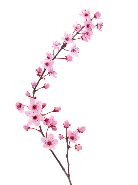 istock Pink spring cherry blossom. Cherry tree branch with spring pink flowers isolated on white 1992546492