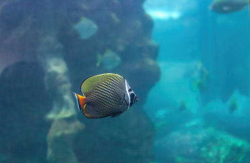 Redtail butterflyfish swimming in deep ocean. Chaetodon collare fish swims in aquarium