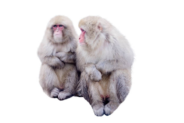 monos de nieve - monos japoneses aislados sobre fondo blanco - japanese macaque monkey isolated on white macaque fotografías e imágenes de stock