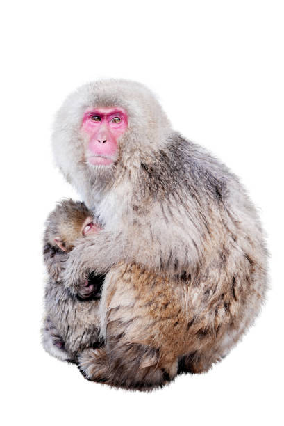 monos japoneses de la madre y del bebé aislados sobre fondo blanco - japanese macaque monkey isolated on white macaque fotografías e imágenes de stock