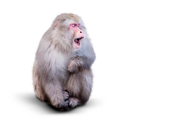 снежные обезьяны - японские обезьяны, изолированные на белом фоне - japanese macaque monkey isolated on white macaque стоковые фото и изображения