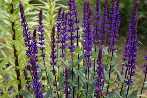 Background or Texture of Salvia nemorosa 'Caradonna' Balkan Clary , in a Country Cottage Garden in a romantic rustic style. Latvia